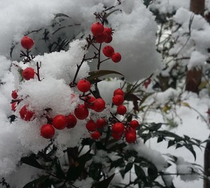 雪が降っています