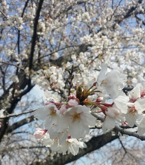 cherry blossoms♪