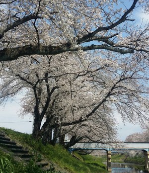 cherry blossoms♪