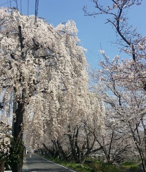 cherry blossoms♪